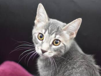 Liliana -  Domestic Short Hair Cat for Adoption in Portland, Oregon - Liliana | PetCurious