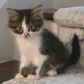 Cha-Cha -  Domestic Medium Hair Cat for Adoption in Cumming, Georgia - Cha-Cha | PetCurious
