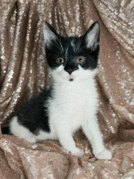 Domestic Short Hair Cats Available for Adoption in West Chester, Pennsylvania - Chili Cheese | PetCurious