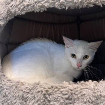 Mouse -  Domestic Short Hair Cat for Adoption - Mouse | PetCurious
