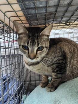 Domestic Short Hair Cats Available for Adoption - GLIMMER | PetCurious