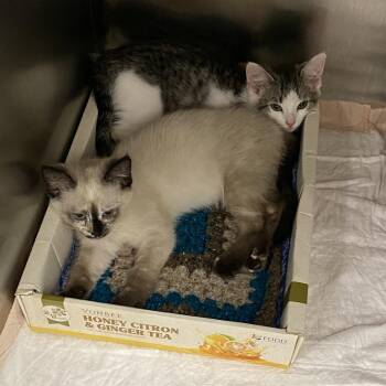 Domestic Short Hair Cats Available for Adoption in Westminster, California - WAGS-Stray-21094 | PetCurious