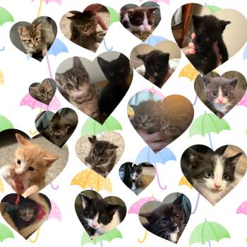 Kittens -  Domestic Short Hair Cat for Adoption in Ontario, New York - Kittens | PetCurious