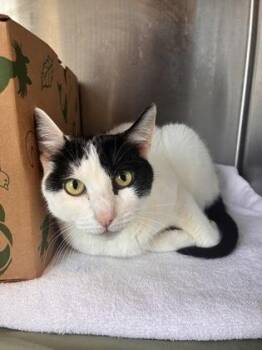 Domestic Short Hair Cats Available for Adoption in West Chester, Pennsylvania - Jets | PetCurious