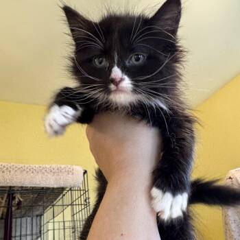 Maysue -  Domestic Long Hair Cat for Adoption in West Orange, New Jersey - Maysue | PetCurious