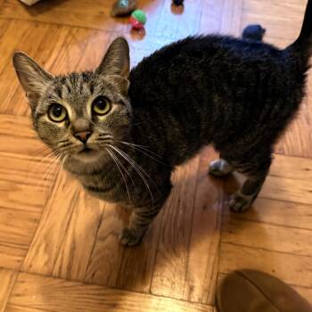 Domestic Short Hair Cats Available for Adoption in Philadelphia, Pennsylvania - Gumball | PetCurious