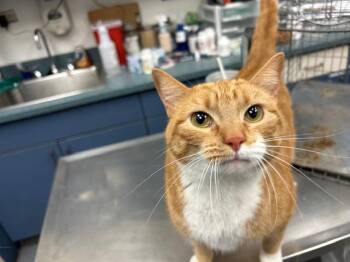 Domestic Short Hair Cats Available for Adoption in Tulsa, Oklahoma - PUMPKIN | PetCurious