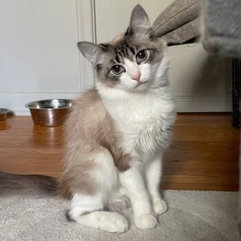 Mochi -  Siamese and Ragdoll Cat for Adoption in Pickering, Ontario - Mochi | PetCurious