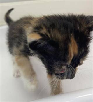 Rescue Domestic Short Hair Cats for Adoption in Rosenberg, Texas - BLAKE | PetCurious