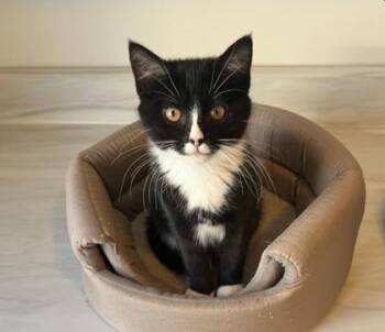 Rescue Domestic Short Hair Cats for Adoption in Dekalb, Illinois - Pause | PetCurious