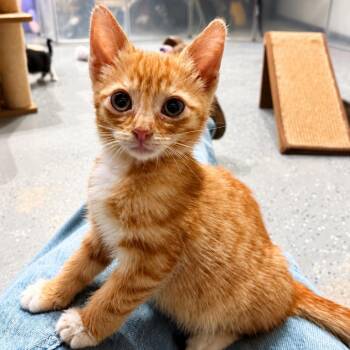 Amelia -  Domestic Short Hair Cat for Adoption in Tustin, California - Amelia | PetCurious