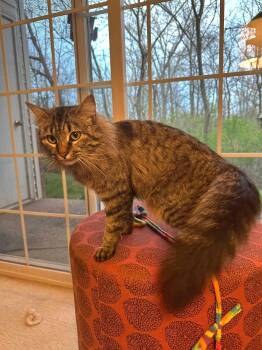 Domestic Long Hair Cats Available for Adoption in Muskego, Wisconsin - Caliope - Sweet And Affectionate | PetCurious