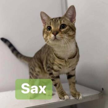 Domestic Short Hair Cats Available for Adoption - Sax In Union Bridge, MD | PetCurious