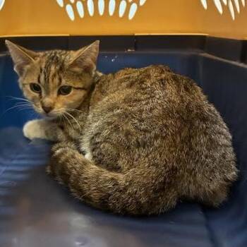 Wallaby -  Domestic Short Hair Cat for Adoption in Dearborn, Michigan - Wallaby | PetCurious