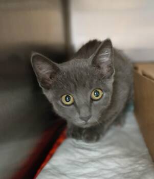 Zoya -  Russian Blue Cat for Adoption in Somerset, Kentucky - Zoya | PetCurious