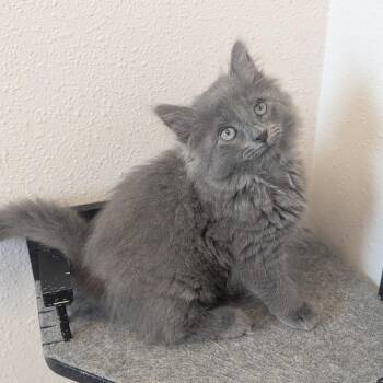 Stormy -  Domestic Long Hair Cat for Adoption in Prairie Du Chien, Wisconsin - Stormy | PetCurious