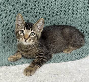 261312  Scorpion -  Domestic Short Hair Cat for Adoption in Wetumpka, Alabama - 261312  Scorpion | PetCurious