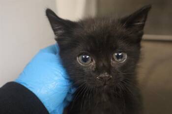 SLUSHIE -  Domestic Short Hair Cat Available for Adoption in Columbia, South Carolina - SLUSHIE | PetCurious