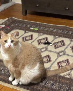 Hogarth -  Tabby and Domestic Short Hair Cat for Adoption in Lucas, Texas - Hogarth | PetCurious
