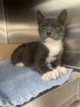 Rescue Domestic Short Hair Cats for Adoption in Roseville, California - Scooter | PetCurious