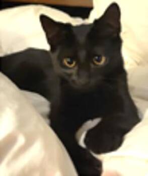 Rescue American Shorthair Cats for Adoption in Evans City, Pennsylvania - Web | PetCurious