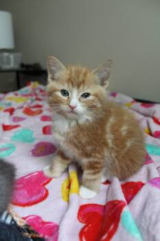 Tabby and Domestic Short Hair Cats Available for Adoption in Buford, Georgia - Riviera | PetCurious
