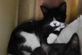 Jolly Rancher -  Domestic Short Hair Cat for Adoption in Kansas City, Missouri - Jolly Rancher | PetCurious