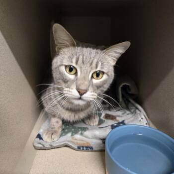 Gus C26-251 -  Domestic Short Hair Cat for Adoption in Lebanon, Tennessee - Gus C26-251 | PetCurious