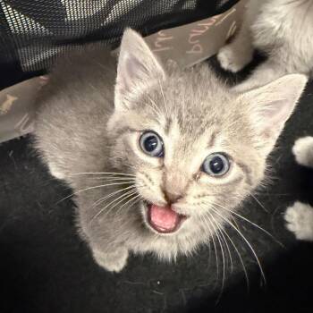 Domestic Short Hair Cats Available for Adoption in League City, Texas - Bluebonnet | PetCurious