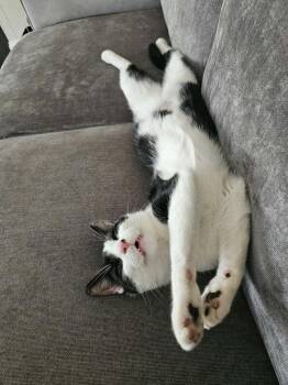 Romeow -  Domestic Short Hair Cat for Adoption in Chicago, Illinois - Romeow | PetCurious