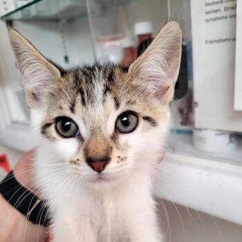 Slate -  Domestic Short Hair Cat Available for Adoption in Belfair, Washington - Slate | PetCurious