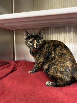 Rescue Domestic Short Hair Cats for Adoption in St. Louis, Missouri - SASSY | PetCurious