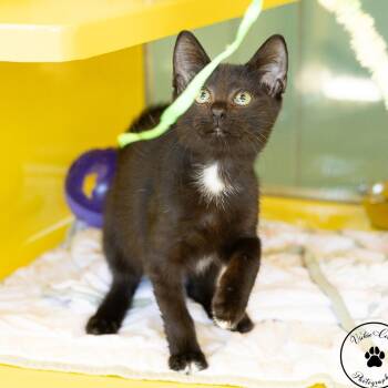 Check Engine Light -  Domestic Short Hair Cat for Adoption in Abilene, Texas - Check Engine Light | PetCurious