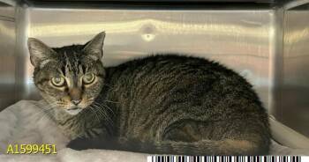 TIPSEY -  Domestic Short Hair Cat for Adoption in West Palm Beach, Florida - TIPSEY | PetCurious