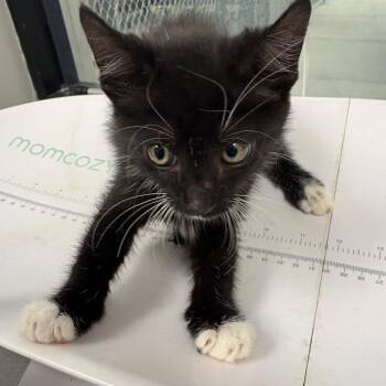 Boots -  Domestic Short Hair Cat for Adoption in Columbiana, Alabama - Boots | PetCurious
