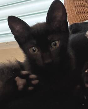 Rescue Domestic Short Hair Cats for Adoption in Princeton, New Jersey - Sparky | PetCurious