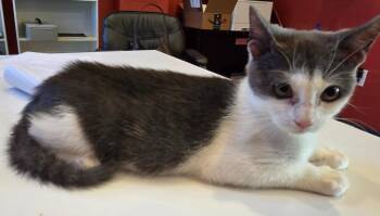 Marco -  Domestic Short Hair Cat for Adoption in Ruston, Louisiana - Marco | PetCurious