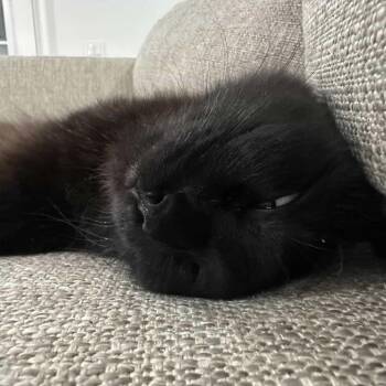 Diva -  Domestic Medium Hair Cat Available for Adoption in Boston, Massachusetts - Diva | PetCurious