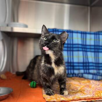 JoAnn -  Domestic Short Hair Cat for Adoption in Nashville, Indiana - JoAnn | PetCurious