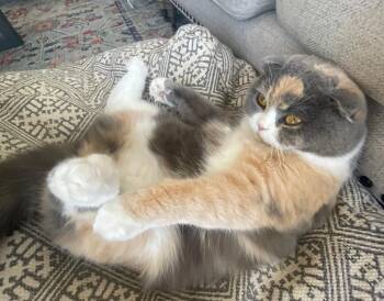 Scottish Fold Cats Available for Adoption in Snow Hill, Maryland - Cookie | PetCurious