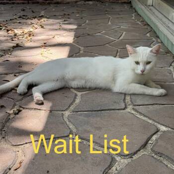 Snowflake -  Domestic Short Hair Cat for Adoption in Livingston, Texas - Snowflake | PetCurious
