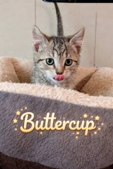 Domestic Short Hair Cats Available for Adoption - Peanut Buttercup | PetCurious