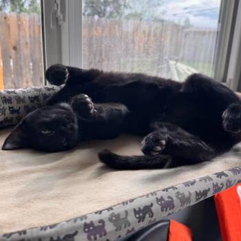 Edith Samy -  Domestic Short Hair Cat for Adoption in Morrison, Colorado - Edith Samy | PetCurious