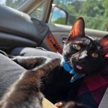 Bean -  Domestic Short Hair Cat for Adoption in Sandy Springs, Georgia - Bean | PetCurious
