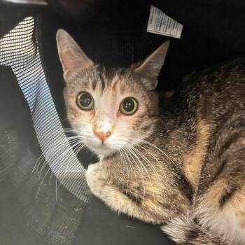 Crouton -  Domestic Short Hair Cat for Adoption in Los Angeles, California - Crouton | PetCurious