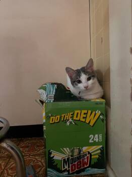 Dusty -  Domestic Short Hair Cat for Adoption in Johnson City, Tennessee - Dusty | PetCurious