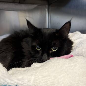 Ivy -  Domestic Medium Hair Cat for Adoption in Cranston, Rhode Island - Ivy | PetCurious