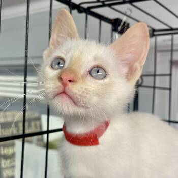 Siamese Cats Available for Adoption in Plano, Texas - Saturn | PetCurious