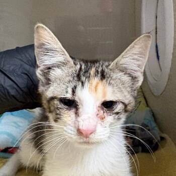 Mali -  Domestic Short Hair Cat for Adoption in Yuma, Arizona - Mali | PetCurious