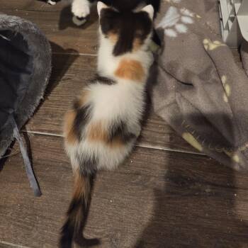 Picante Cali -  Domestic Short Hair Cat for Adoption in San Antonio, Texas - Picante Cali | PetCurious